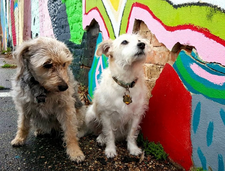 12801124_10102558021341613_3352923738698513037_n